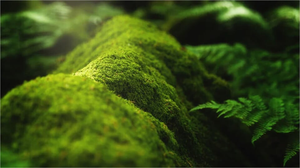 A green mossy woodland floor